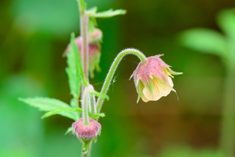 Гравилат Речной – Geum Rivale