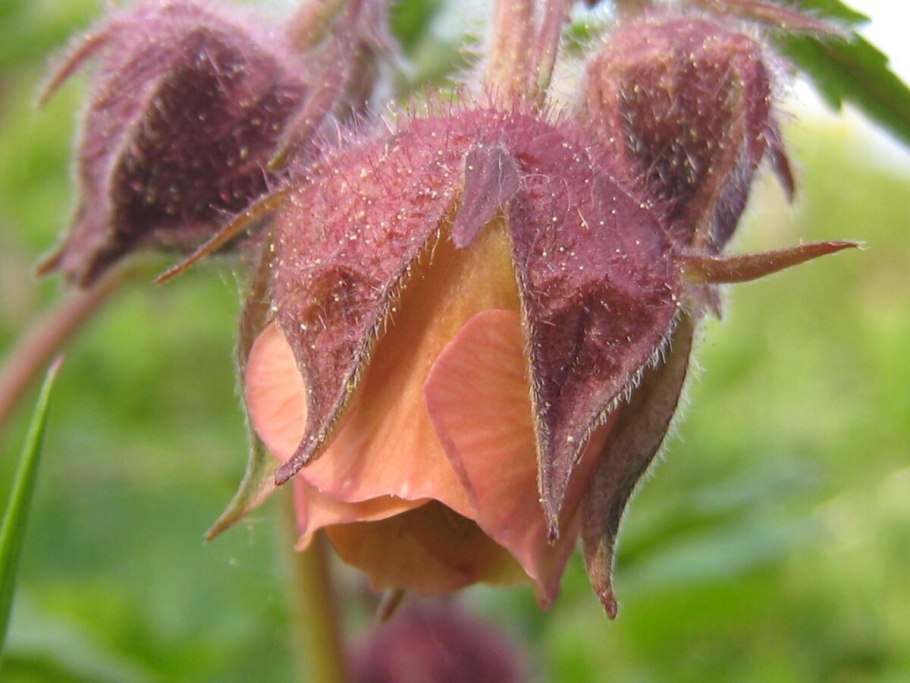 Гравилат Geum Rivale Flames of passion