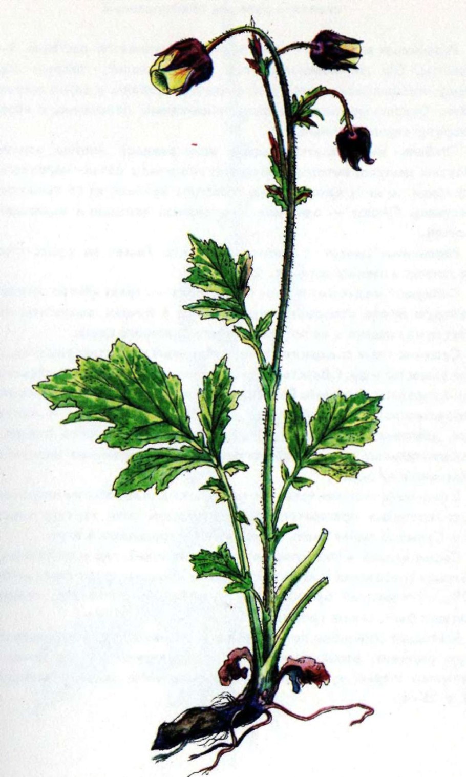 Гравилат Речной Альба