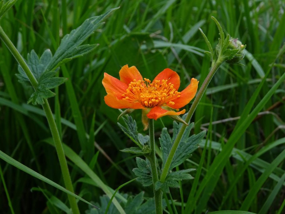 Гравилат красноцветковый