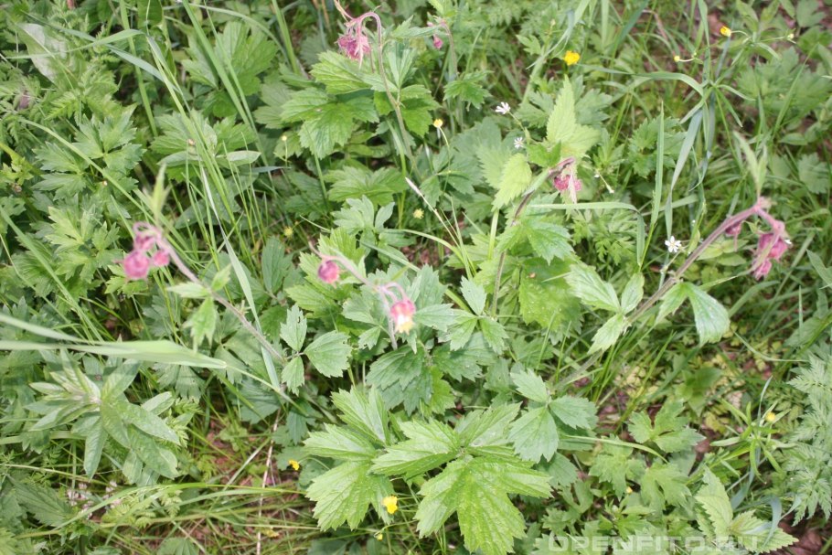 Гравилат Приречный