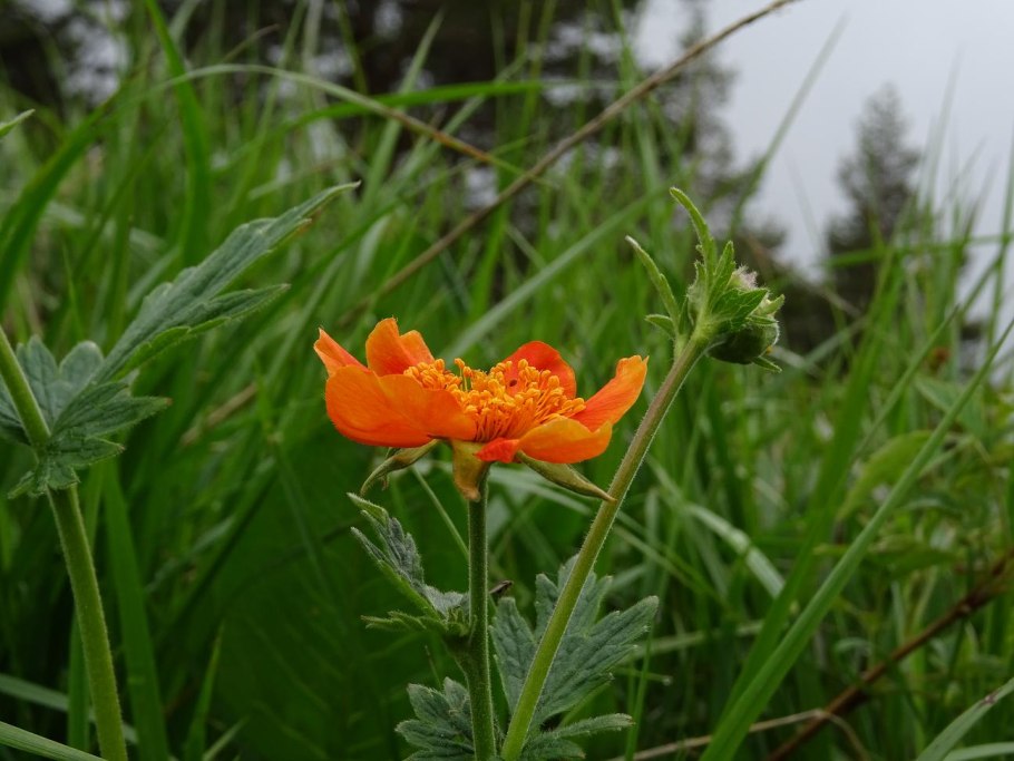 Гравилат Космополитен