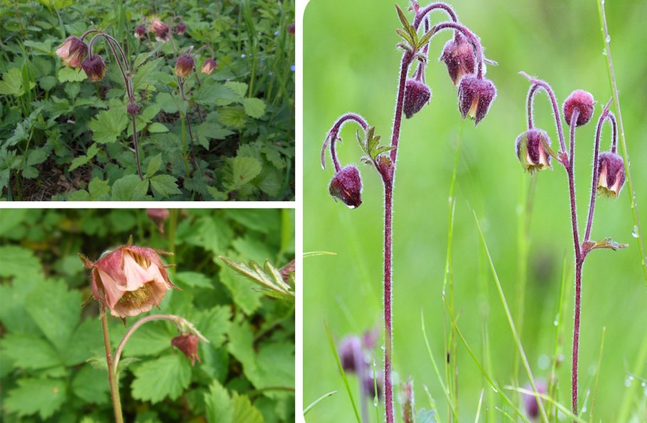 Гравилат и живучка