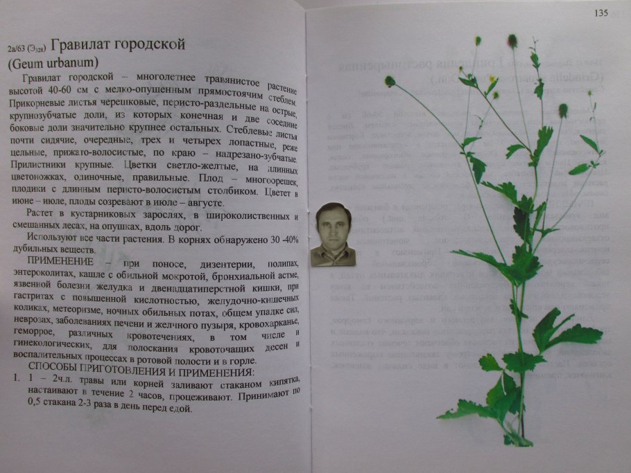 Гравилат Арктический