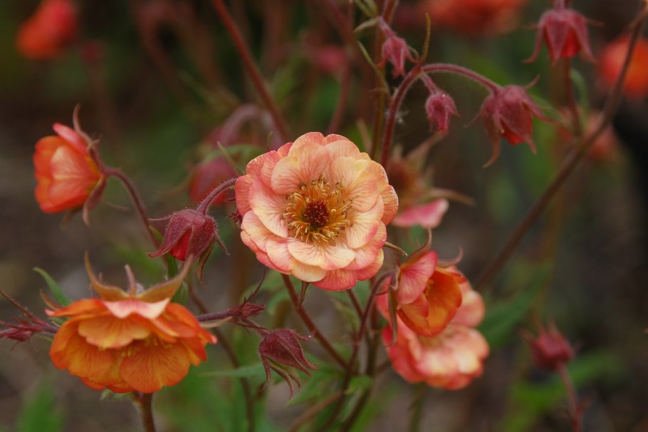 Гравилат ползучий