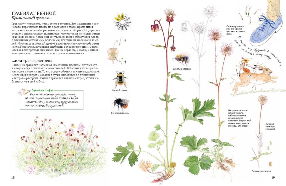 ГРАВИЛАТГРАВИЛАТ Речной
