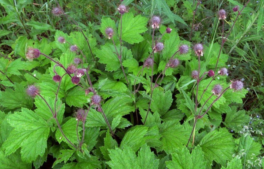 Geum - гравилат полевой