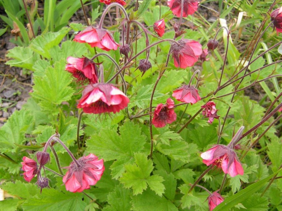 Гравилат ползучий