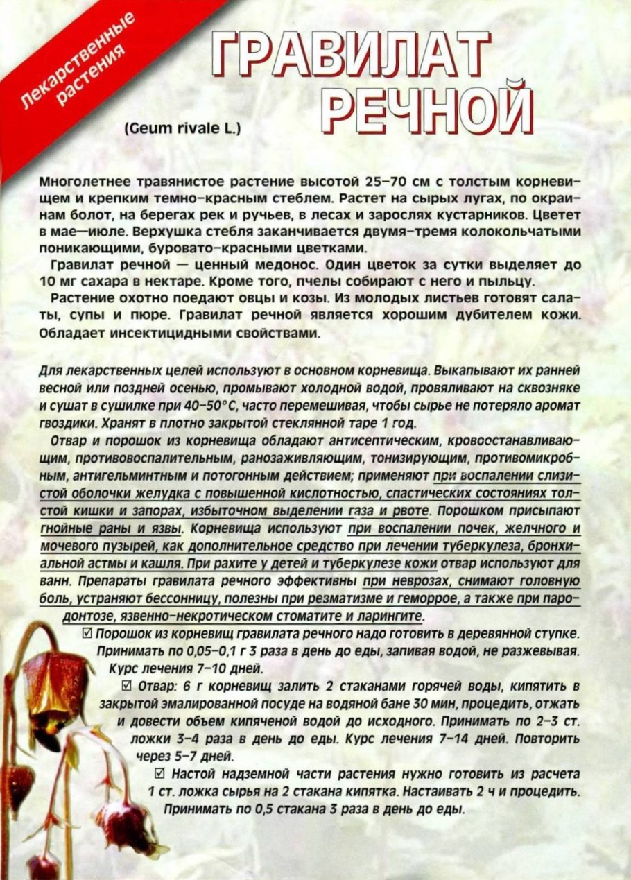 Гравилат Алеппский плод