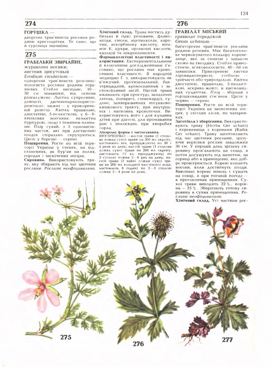 Гравилат Primrose Cottage