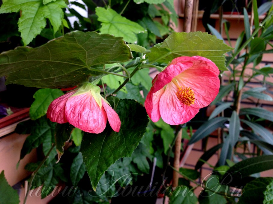 Абутилон канатник