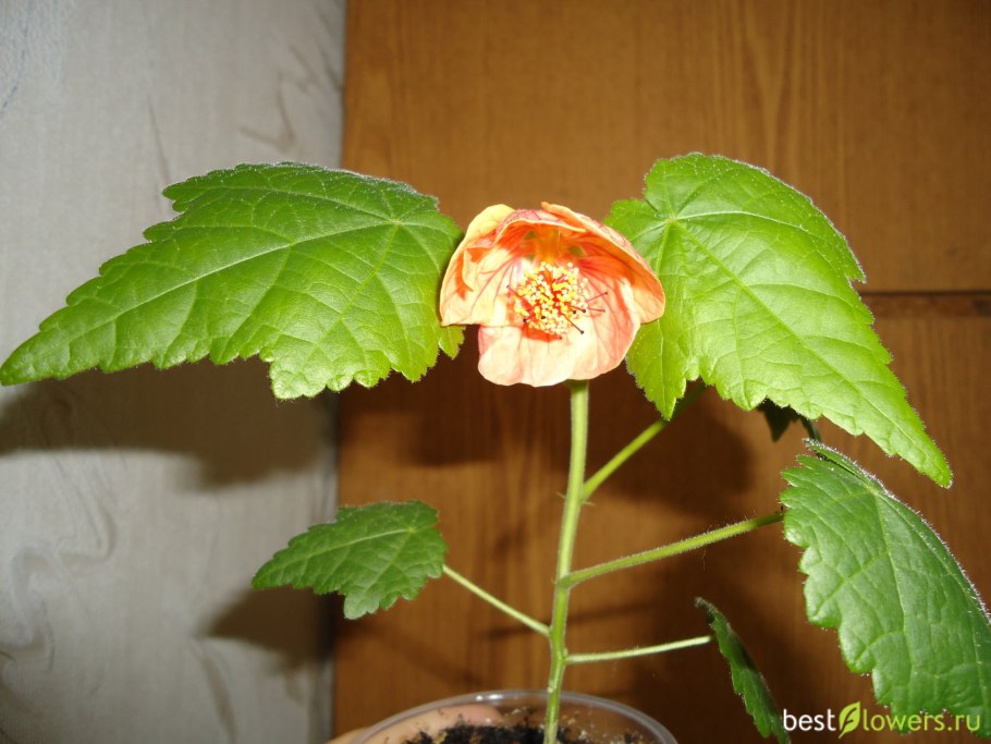 Цветок абутилон гибридный