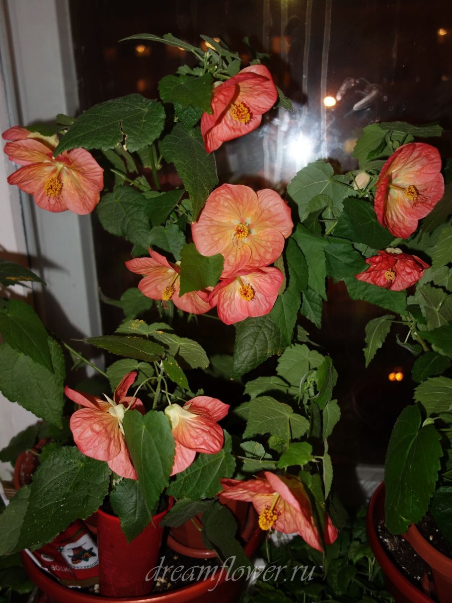 Абутилон дерево клен