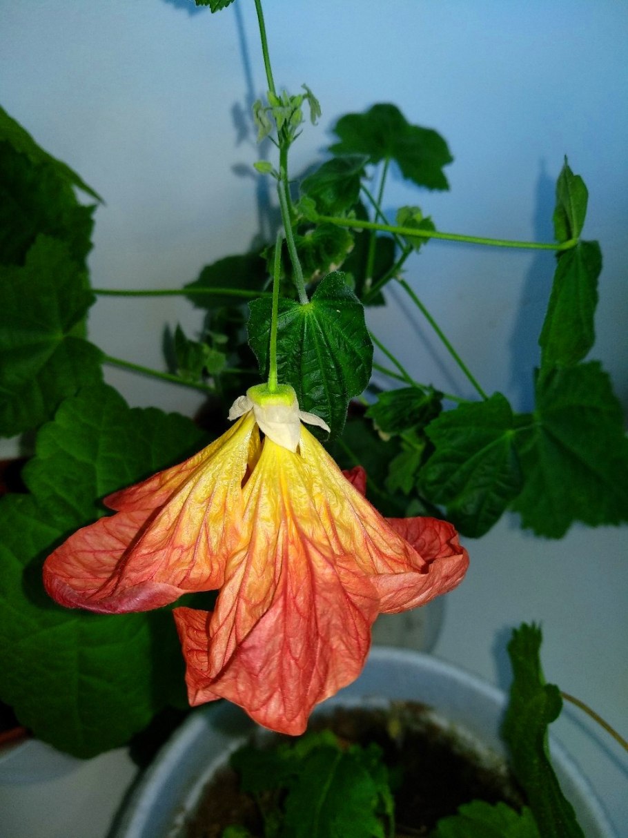 Абутилон гибридный "Аэлита" в саду