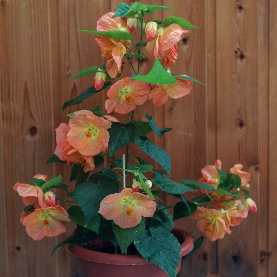 Абутилон Дарвина (Abutilon darwinii)