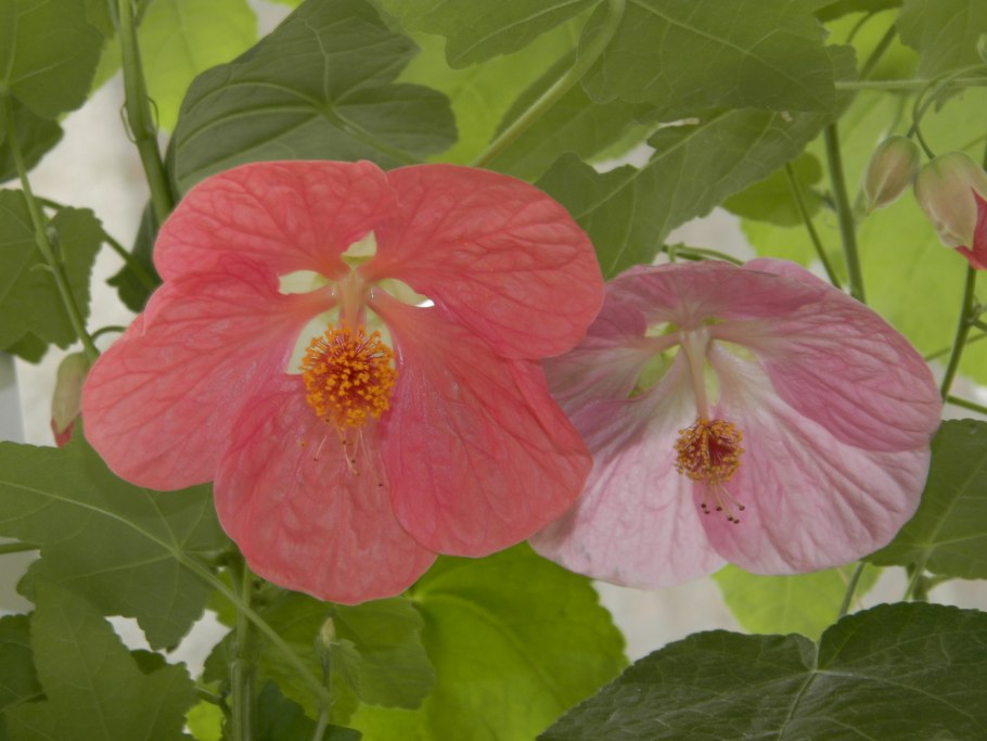 Абутилон Abutilon Pleniflorum