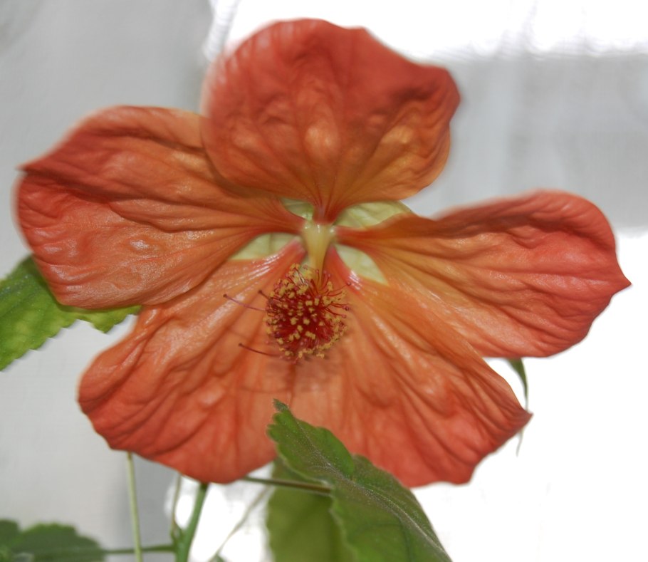 Абутилон Белла персик