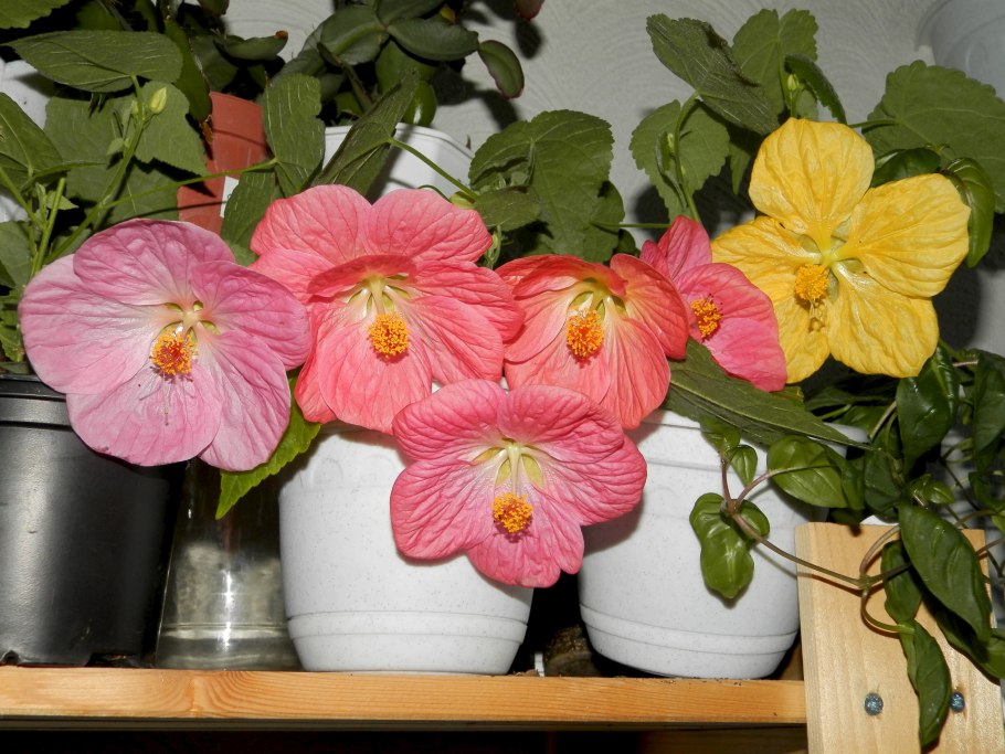 Вирусная мозаика абутилон