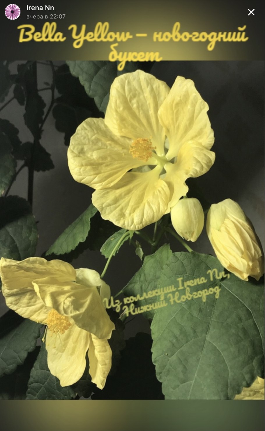 Абутилон стриатум