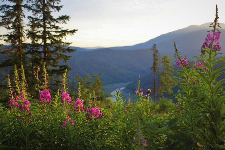 Травники Сибири