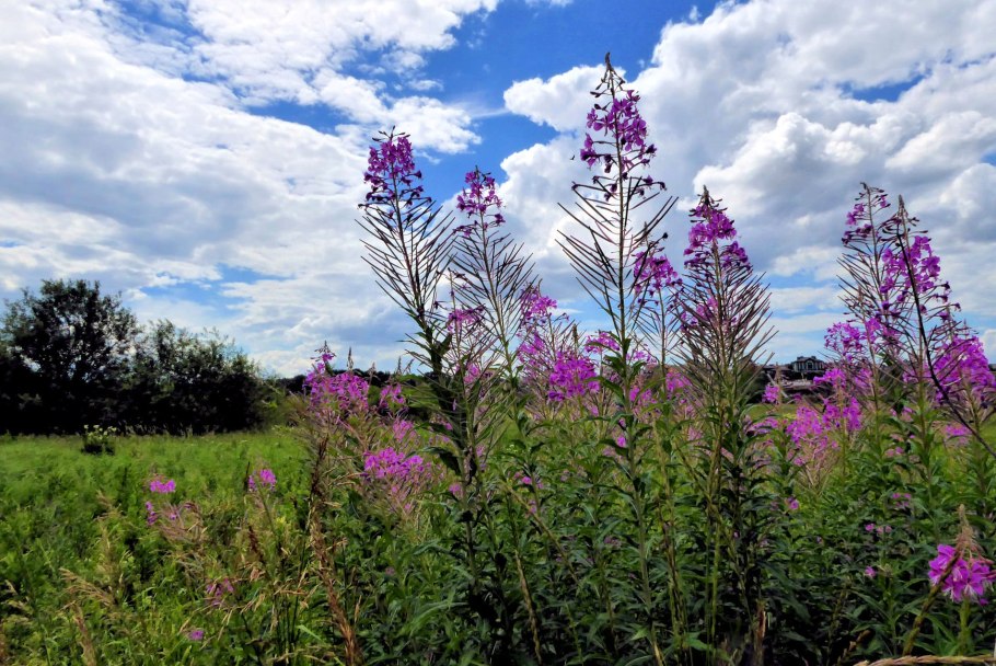 Фиточай из диких трав № 2 (женская Гармония) - Baikal Tea collection