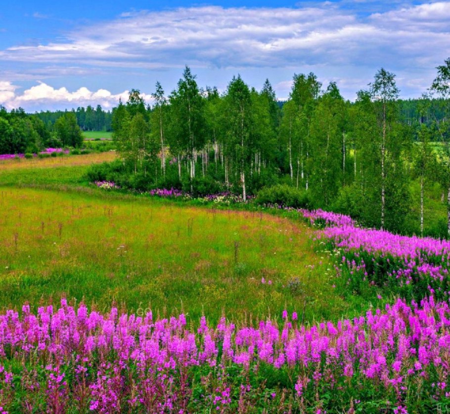 Кипрей узколистный