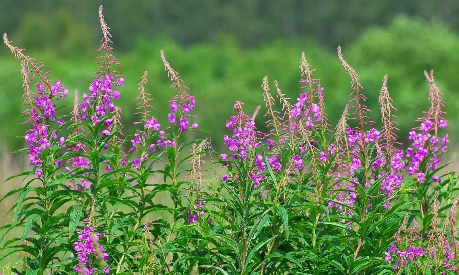 Саган дайля