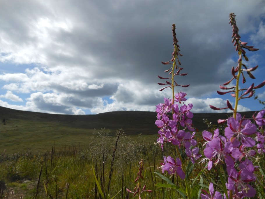 Тайга темнохвойная Иван-чай