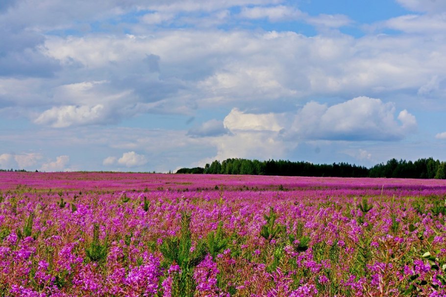 Иван чай копорский чай