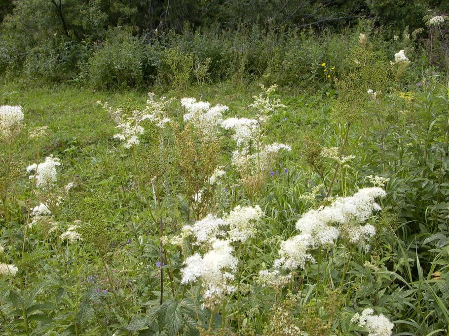 Иван чай травяной сбор