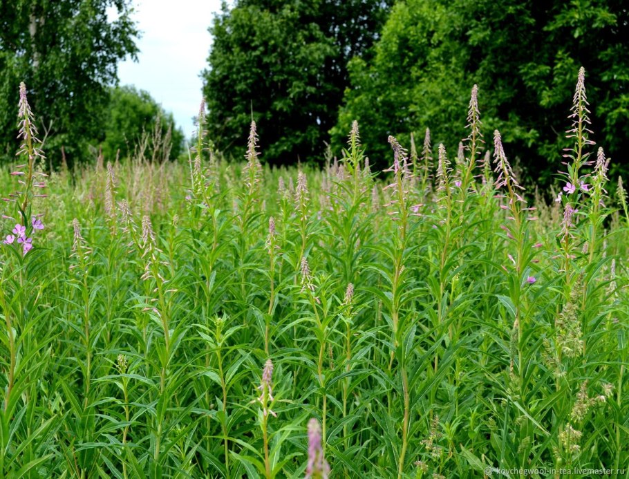 Травяной чай