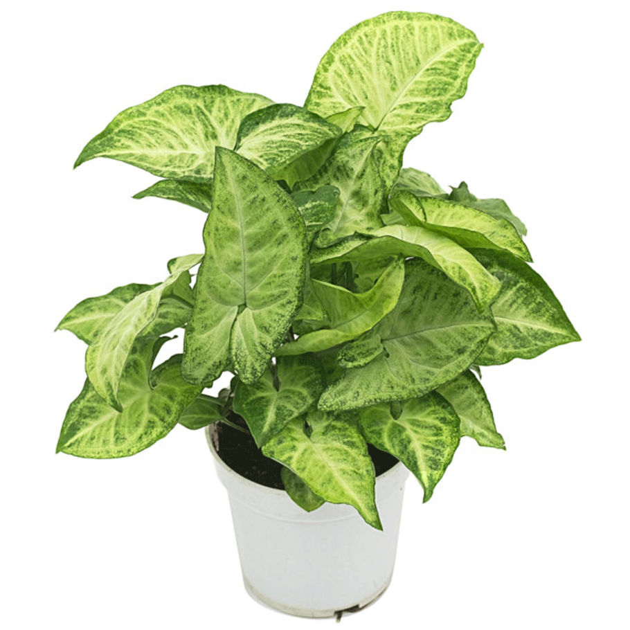 Сингониум podophyllum