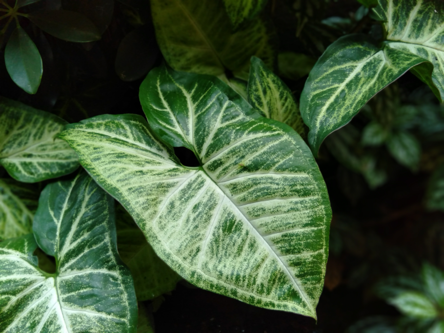 Композиция из цветов сингониум