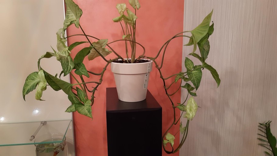 Сингониум Дварф