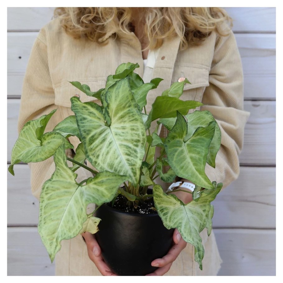 Уайт Баттерфляй сингониум