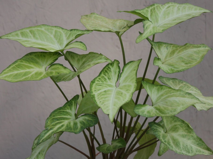 Syngonium podophyllum "White Butterfly"