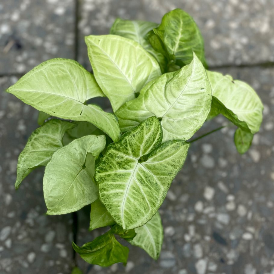 Сингониум White Butterfly