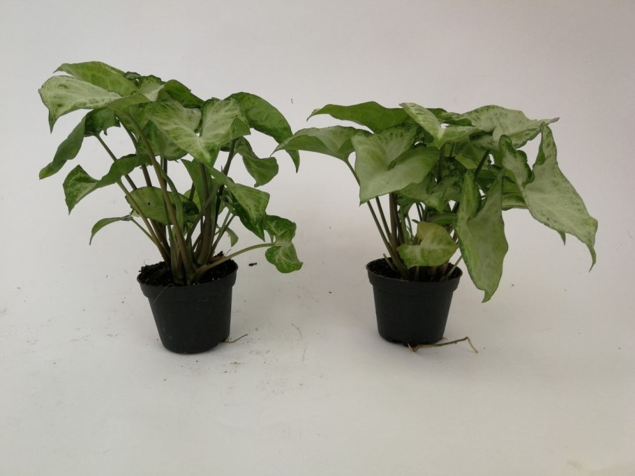 Сингониум Syngonium podophyllum