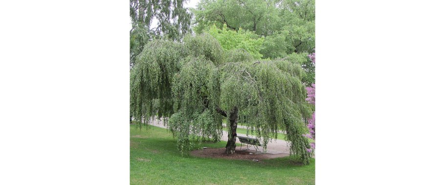 Береза пушистая (лат. Betula pubescens)