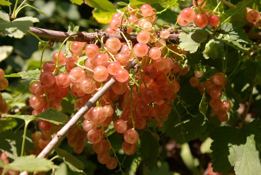 Смородина красная - ribes rubrum