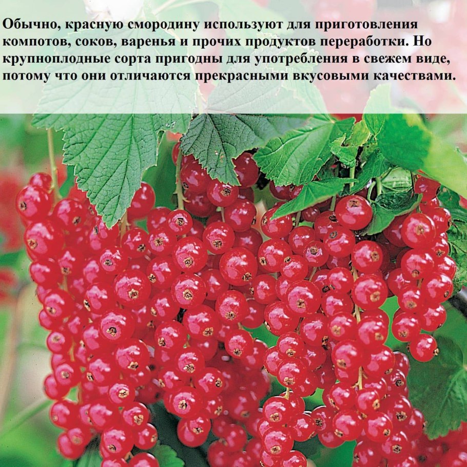 Красная смородина вектор