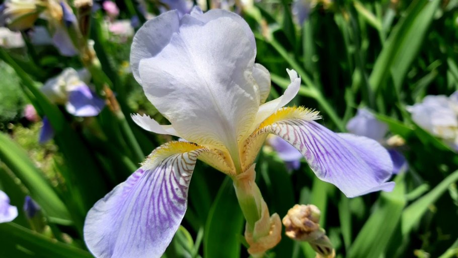 Ирис Сибирский (Iris sibirica `Imperial Opal`)