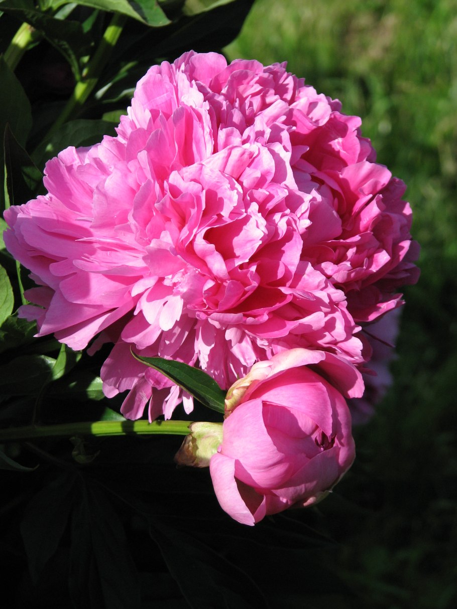 Paeonia Varenka