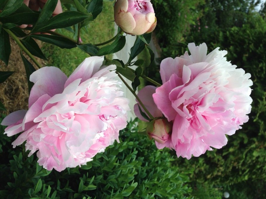 Пион Ирина Астафьева фото