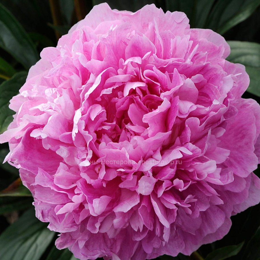 Пион Варенька (Paeonia Varenka)