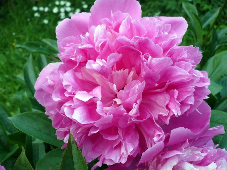 Пионы селекции Анисимова