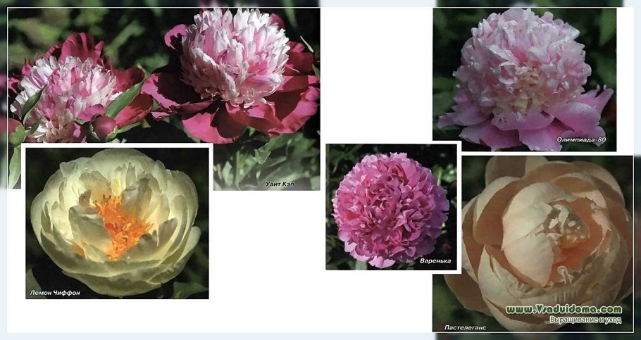 Пион монсир Жюль Эли