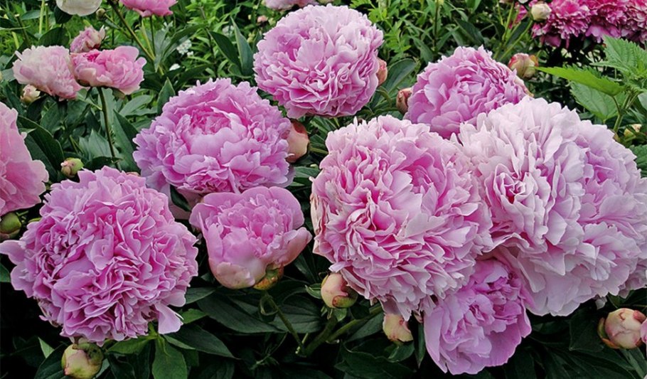 Пион Светлана Удинцева