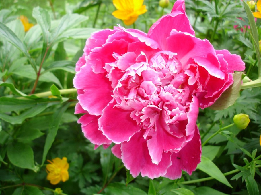 Пион Мэдилон