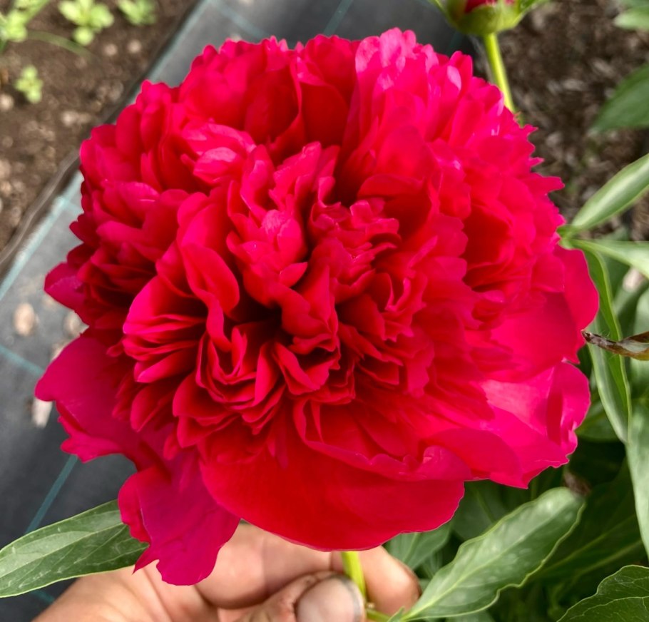 Пион травянистый Сэлмон Глори